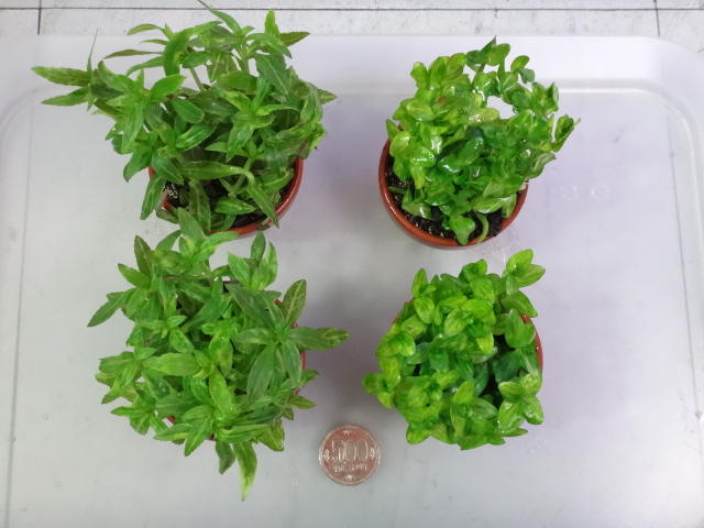 160317 熱帯魚・水草・観葉植物_f0189122_1323136.jpg