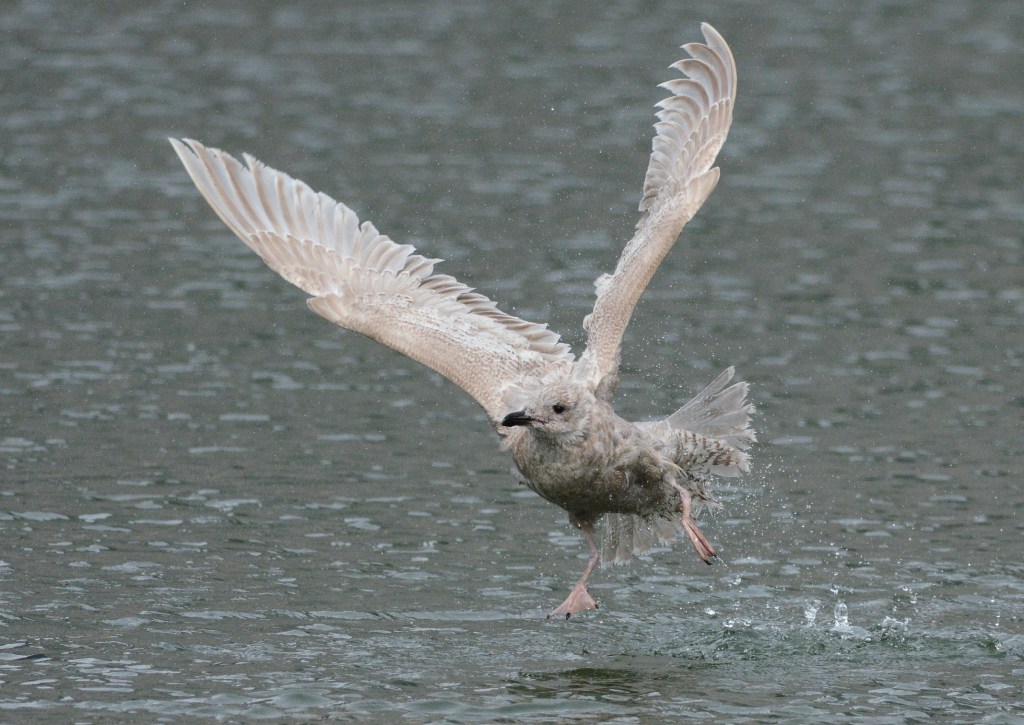 Kumlien\'s Gull_f0350530_955353.jpg