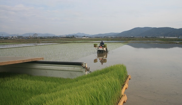 ♪　早い！　今年も超早場米の田植えが始まりました。_f0042737_10215499.jpg