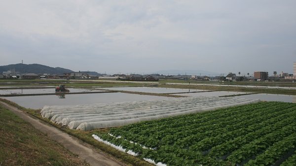 ♪　早い！　今年も超早場米の田植えが始まりました。_f0042737_1064353.jpg