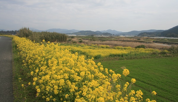 ♪　早い！　今年も超早場米の田植えが始まりました。_f0042737_1084829.jpg