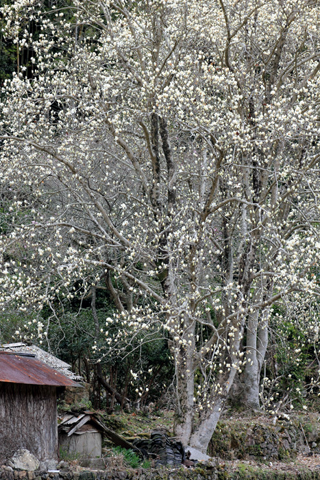 e0083238_20592155.jpg