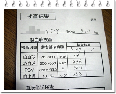 退院翌日にして、3ワン病院デー_d0013149_23255560.jpg