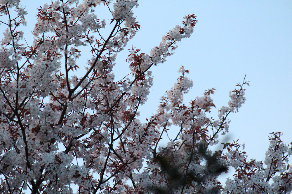 きょうの桜　３月１７日 - 出不精日記