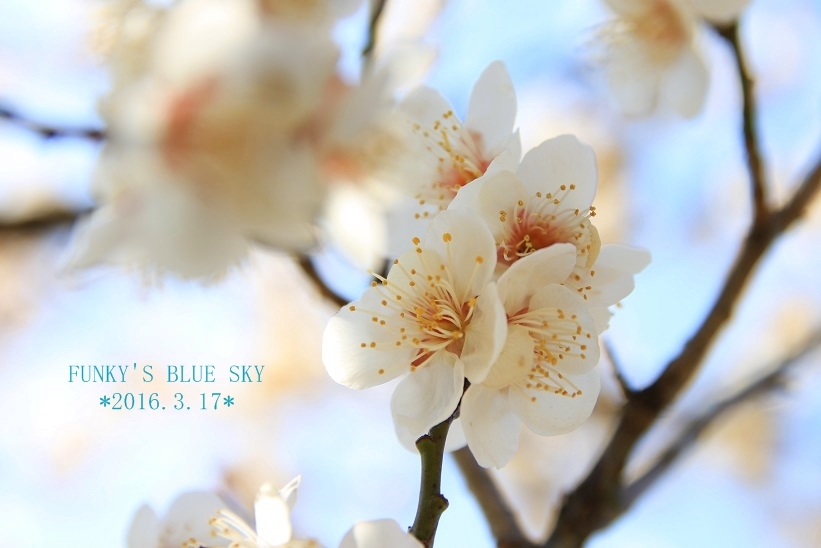 ここにも春*** - FUNKY'S BLUE SKY