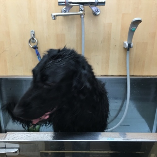 f0095152_15180109.jpeg