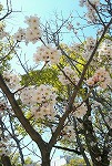 桜が咲いていました♪_d0118053_1420775.jpg