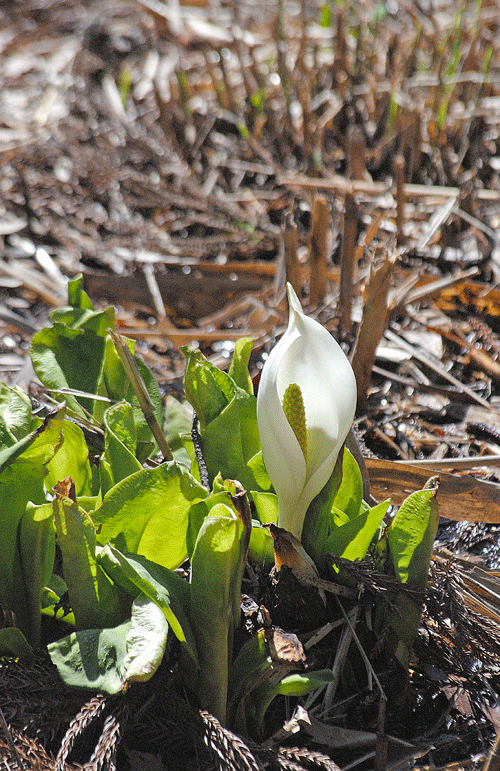 a0001354_19554913.gif