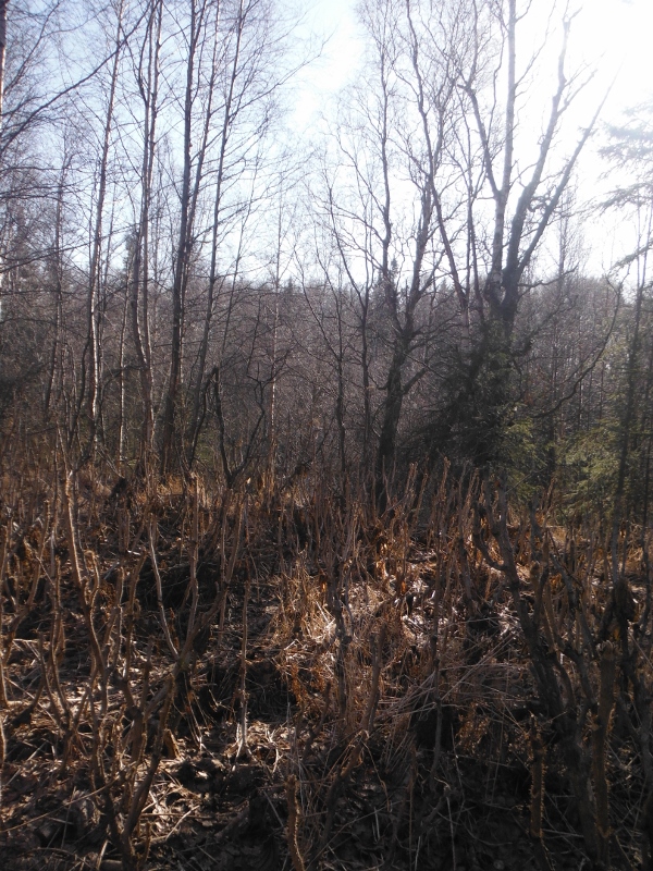 d0143355_795094.jpg