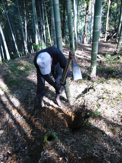 幻の白い「長生たけのこ」 平成28年度予約受付スタート!初回出荷は3月31日(木)!_a0254656_1837738.jpg