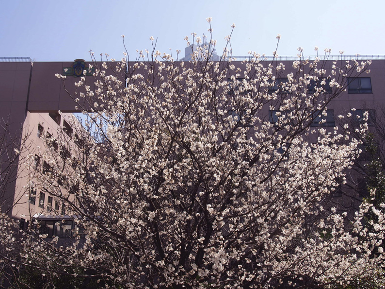 2016築地川公園の梅の花_d0148062_1159389.jpg