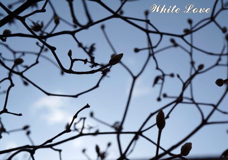 影模様 - White Love