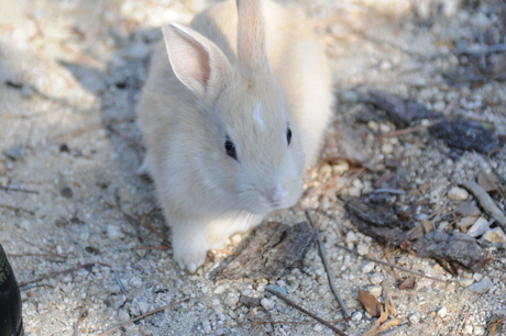 うさぎの島_d0230563_12351569.jpg