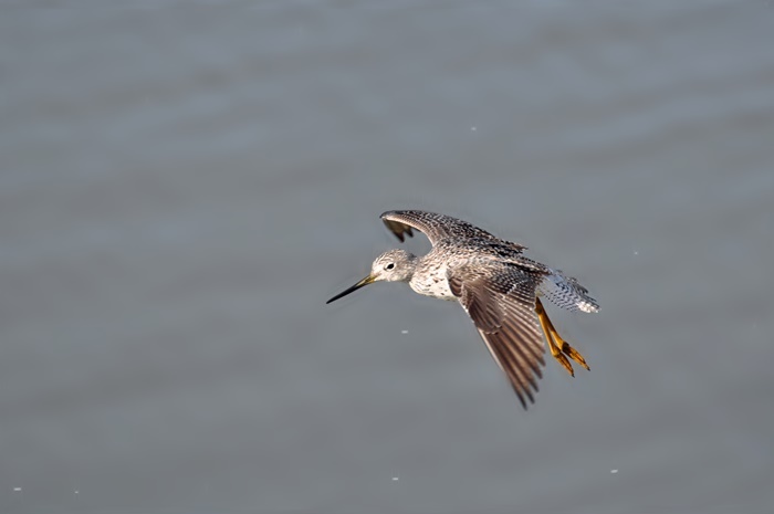 Greater Yellowlegs - Corte Madera Creek_a0126969_13465133.jpg