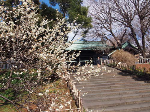 神田明神から湯島の学問所へ＠如月_d0336470_14234105.jpg