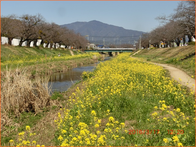 春は黄色が似合います　菜の花自慢_d0007071_20541551.jpg