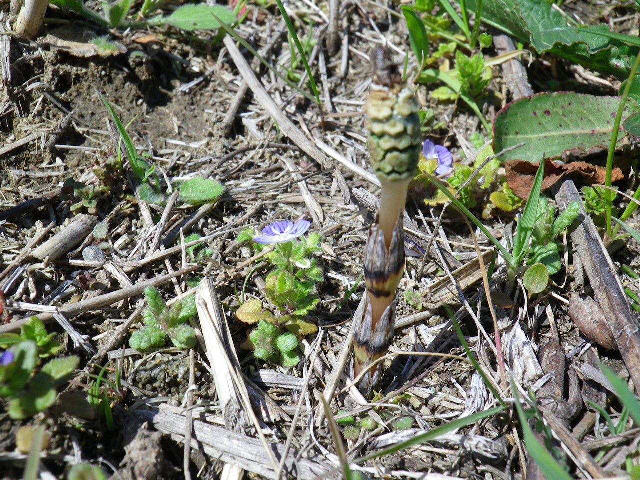 『野の花達を超ローアングルやドアップで・・・・・』_d0054276_201922100.jpg