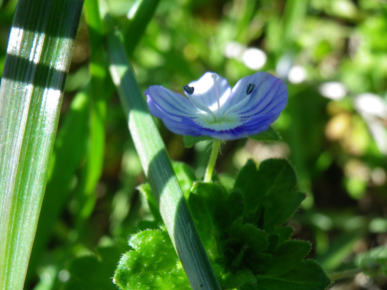 『野の花達を超ローアングルやドアップで・・・・・』_d0054276_20194455.jpg