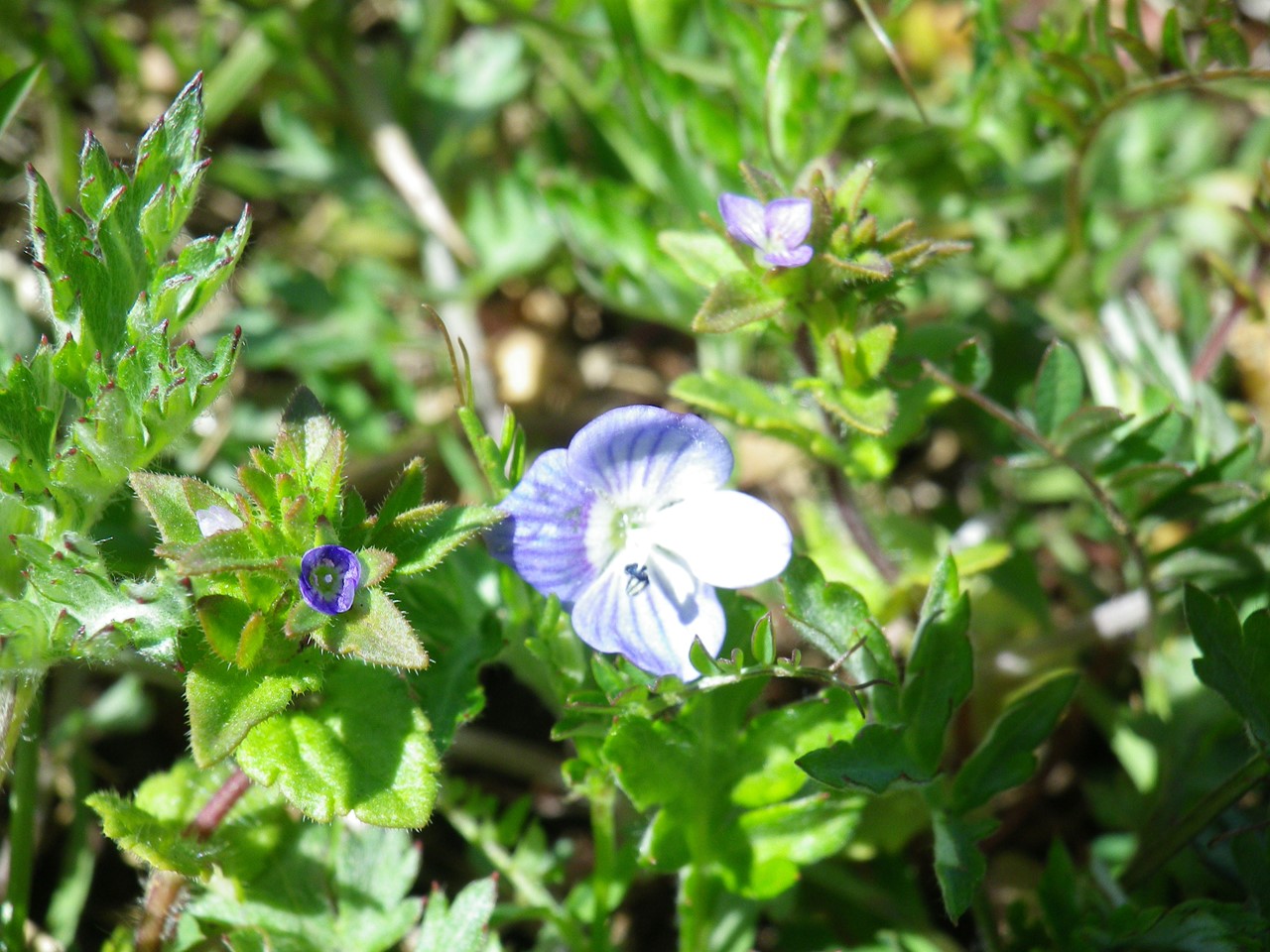 『野の花達を超ローアングルやドアップで・・・・・』_d0054276_20202853.jpg