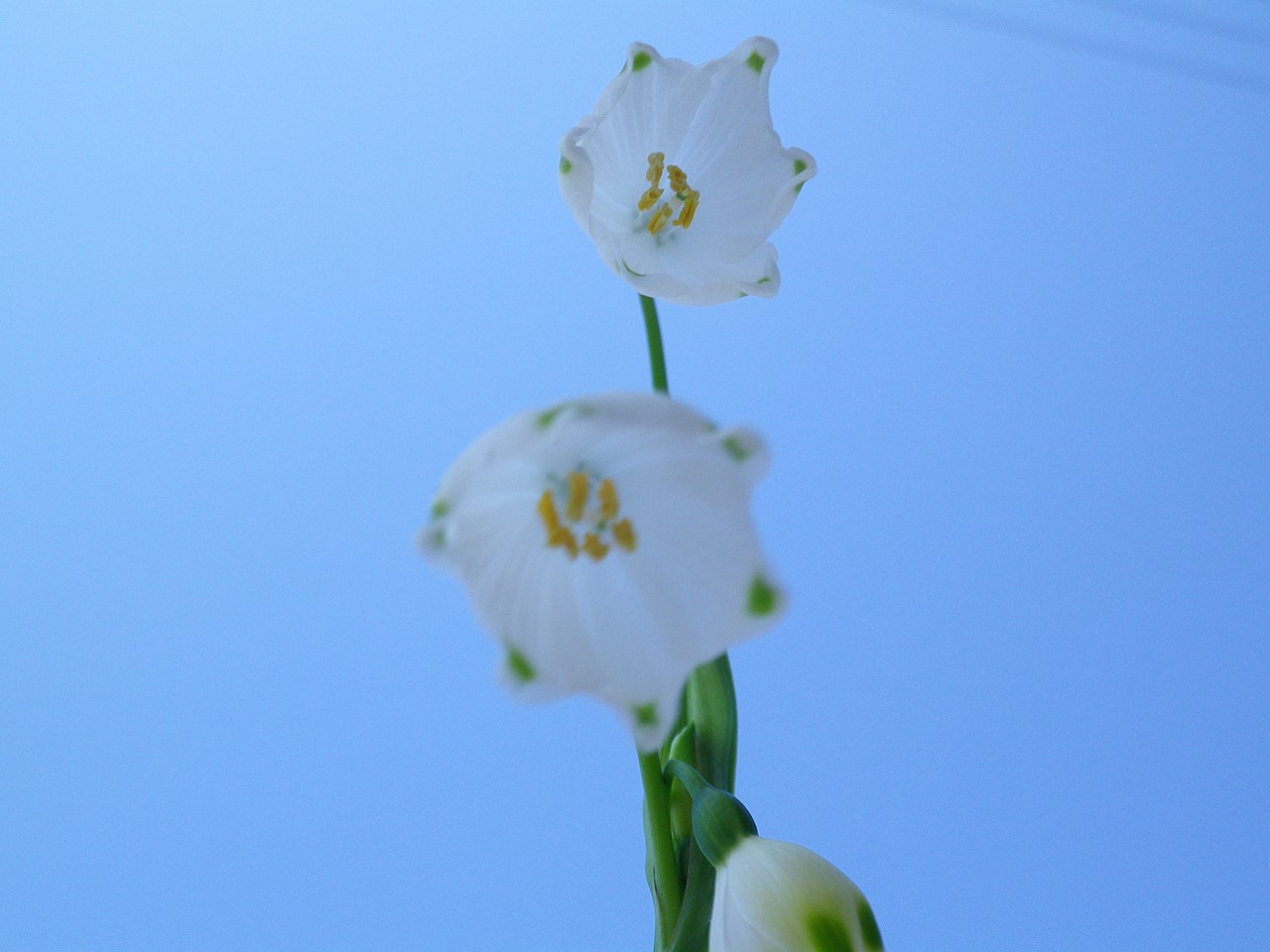 『野の花達を超ローアングルやドアップで・・・・・』_d0054276_20223749.jpg