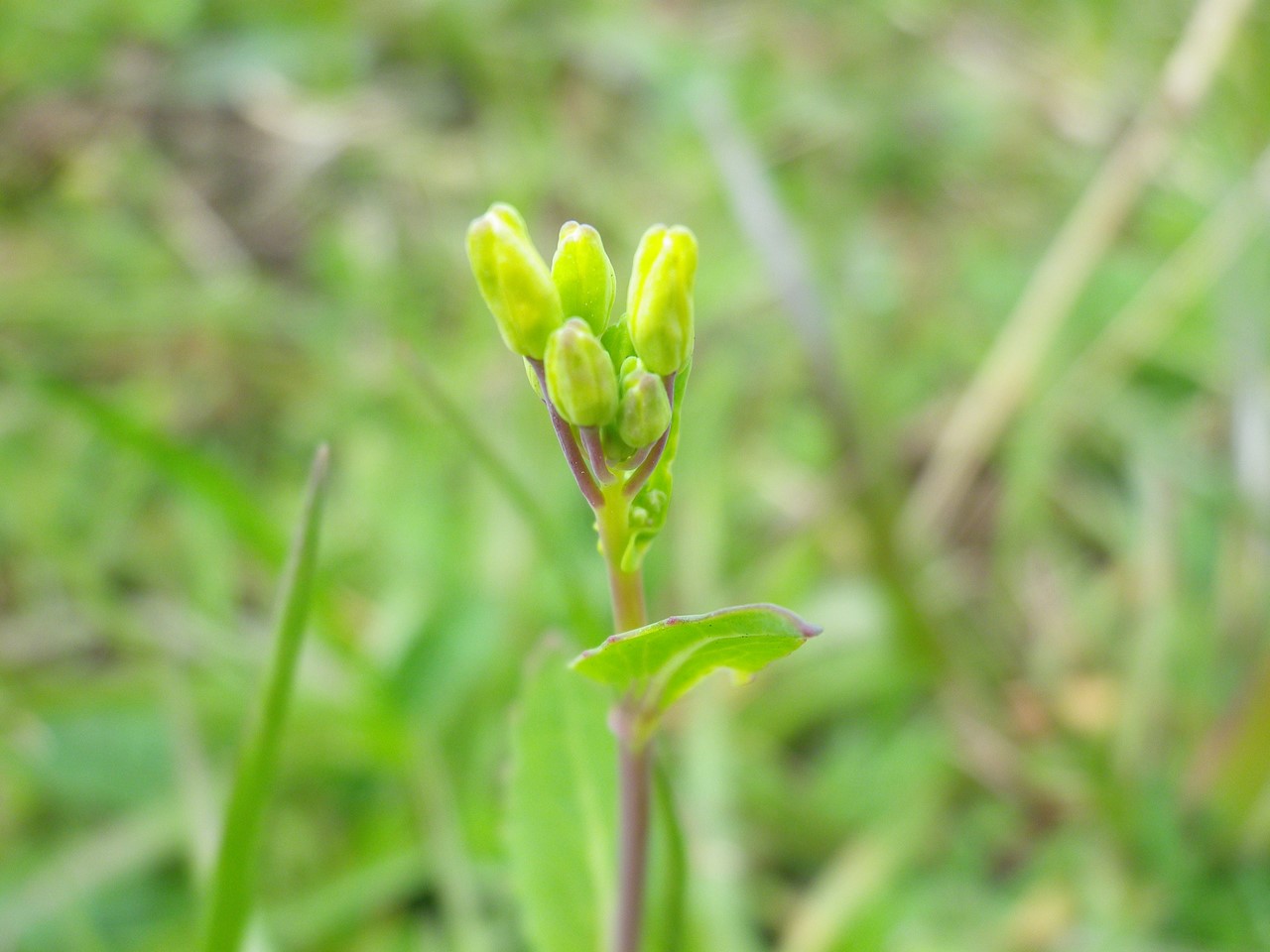 『野の花達を超ローアングルやドアップで・・・・・』_d0054276_2023997.jpg