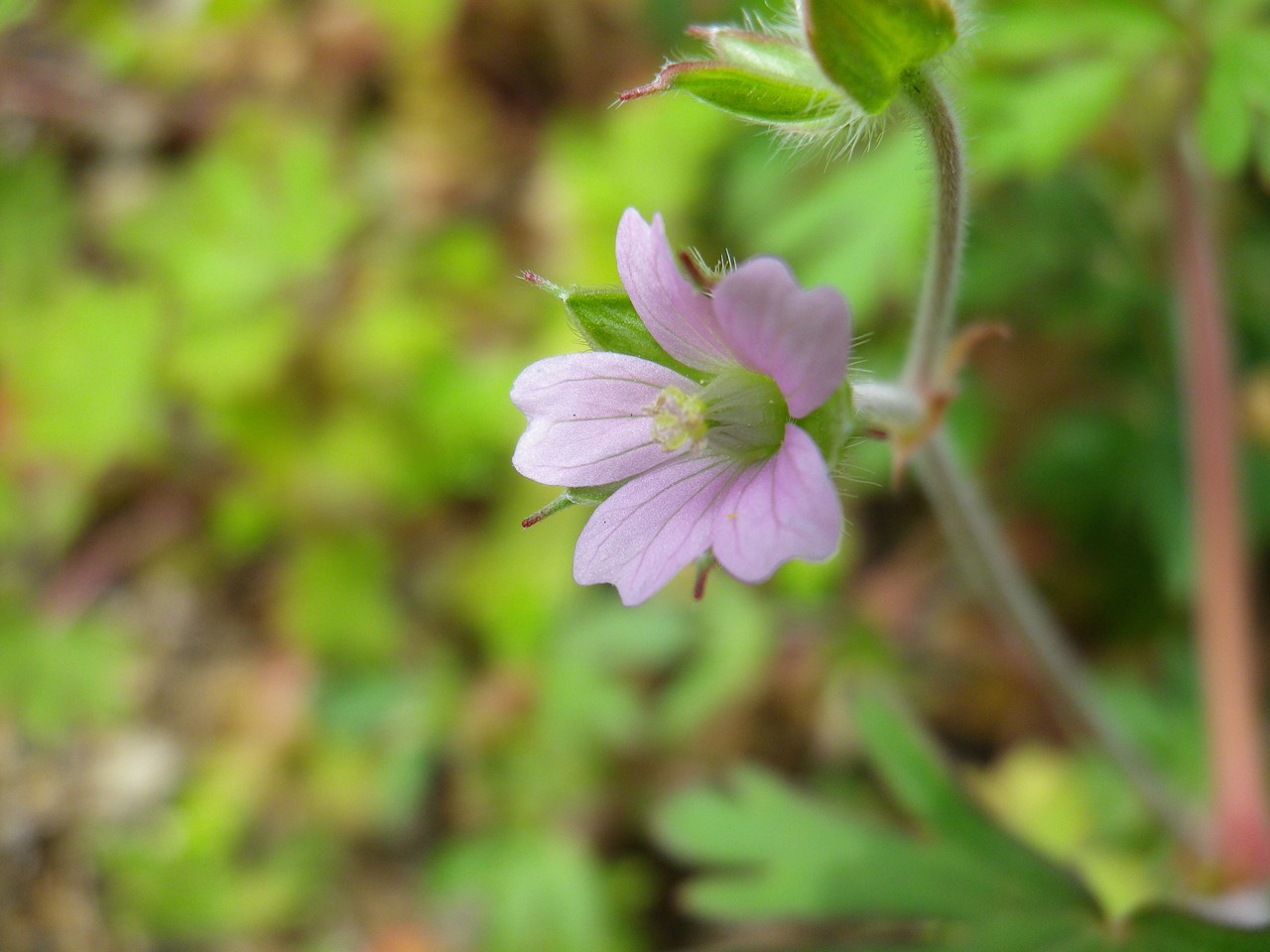 『野の花達を超ローアングルやドアップで・・・・・』_d0054276_20242919.jpg