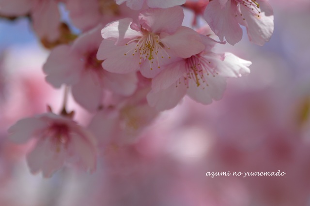 もう一度、河津桜♪_e0331878_23431068.jpg