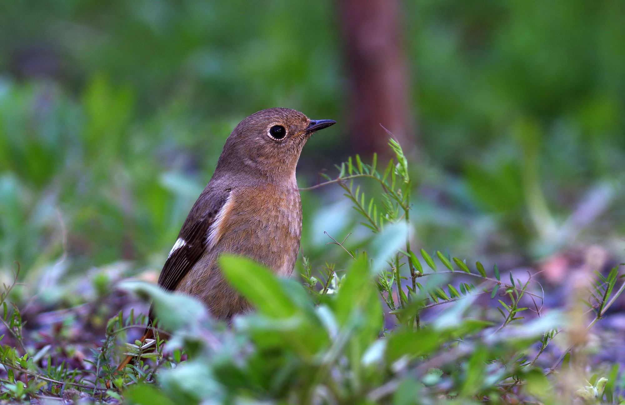 2016年　３月　　野鳥_c0176183_15571849.jpg