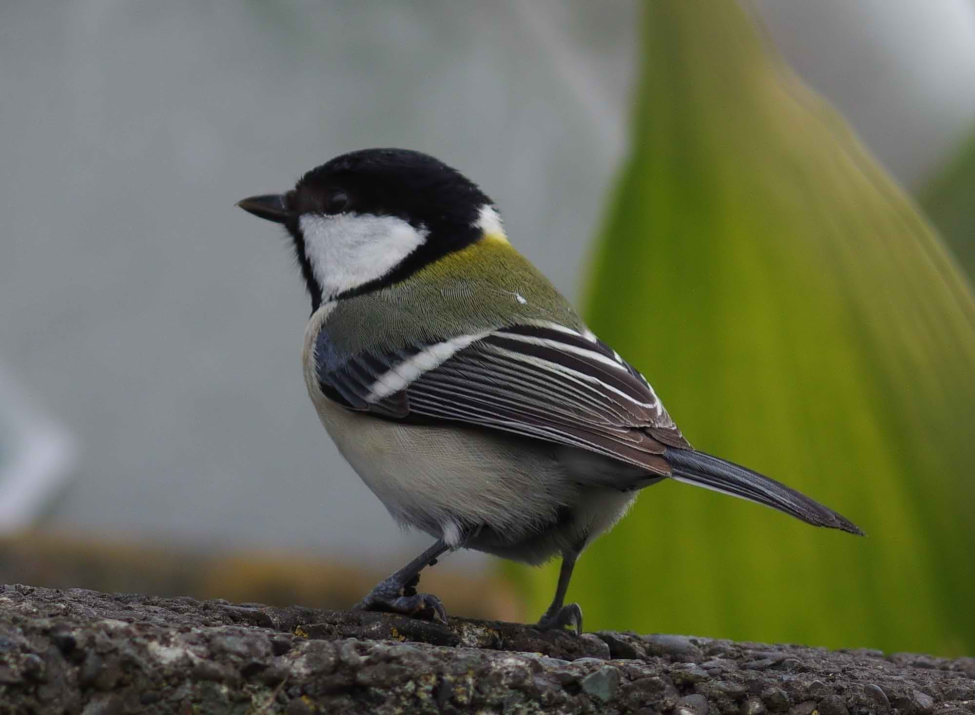 2016年　３月　　野鳥_c0176183_15573710.jpg