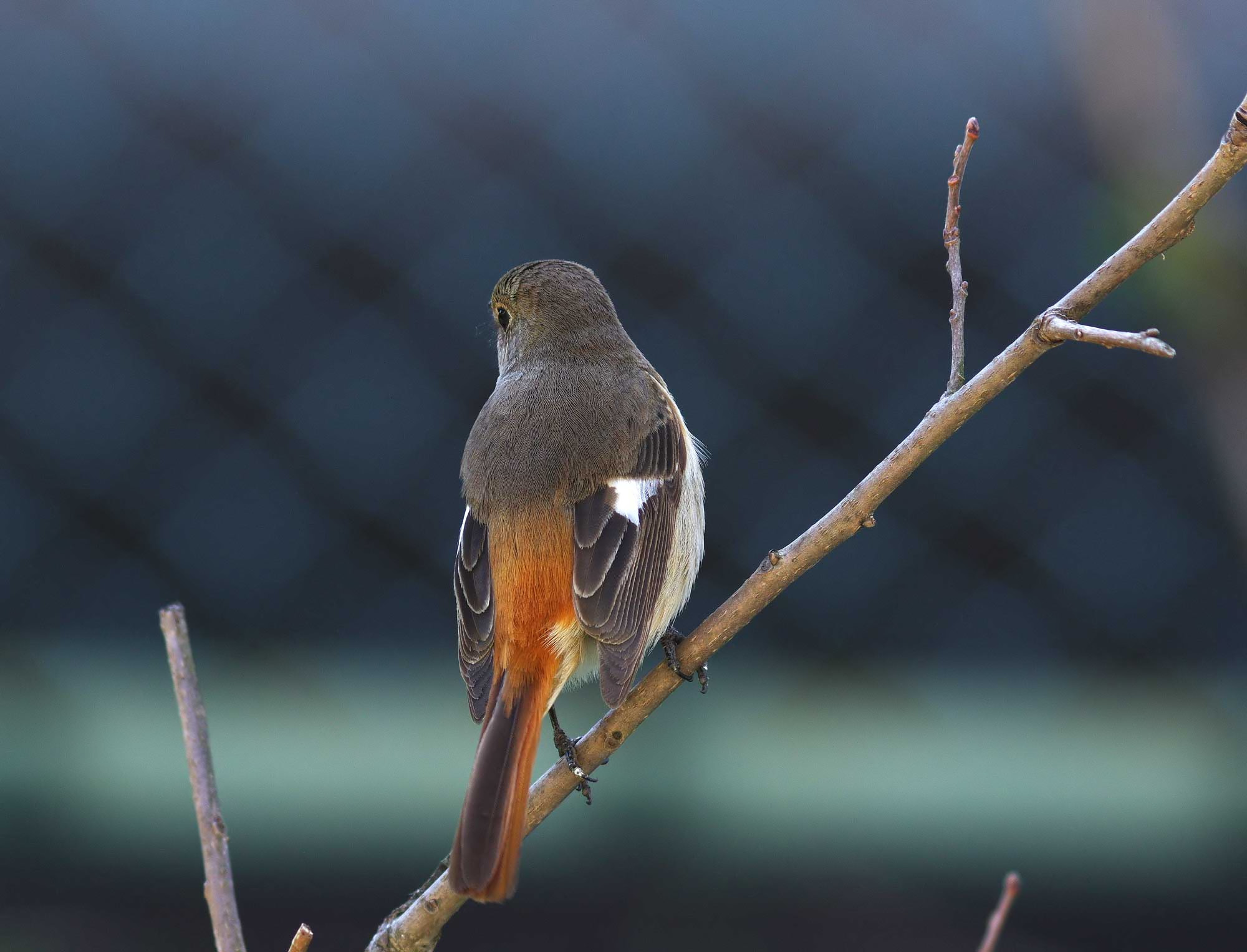 2016年　３月　　野鳥_c0176183_1557699.jpg