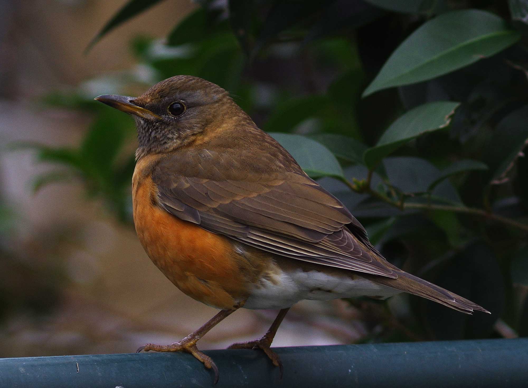 2016年　３月　　野鳥_c0176183_17191794.jpg