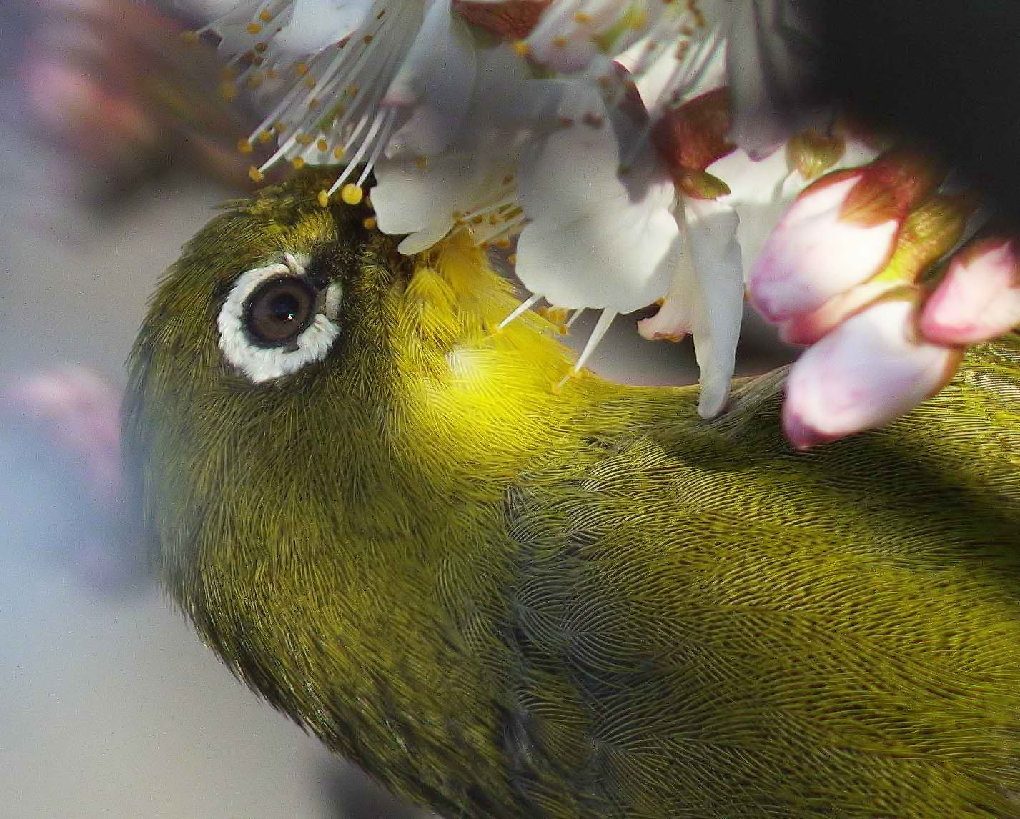 2016年　３月　　野鳥_c0176183_17295165.jpg