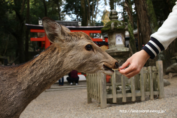 鹿さん　＠奈良 - 一瞬をみつめて