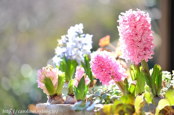 今日のあぺりらと、春の庭　　Today\'s Apelila & My Spring Garden_d0025294_18485077.jpg