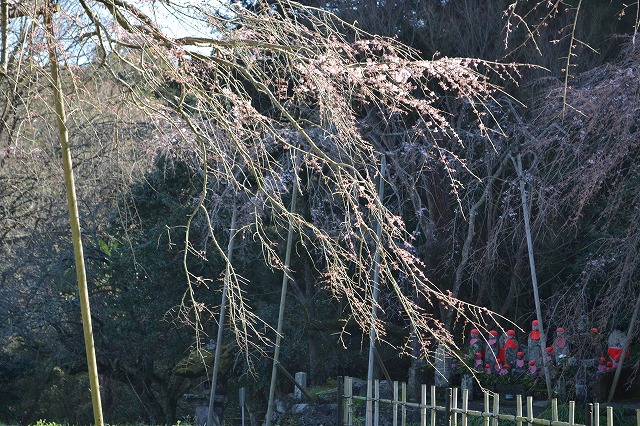 城下町萩のひみつ の１０ ～ 南明寺のイトザクラと同行札 ～_b0076096_13163255.jpg