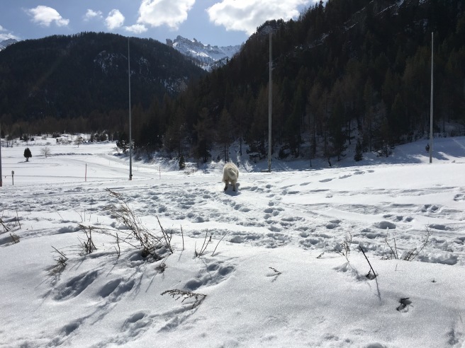 Bardonecchia ☆バルドネッキアで雪山散歩_b0246303_02164160.jpg