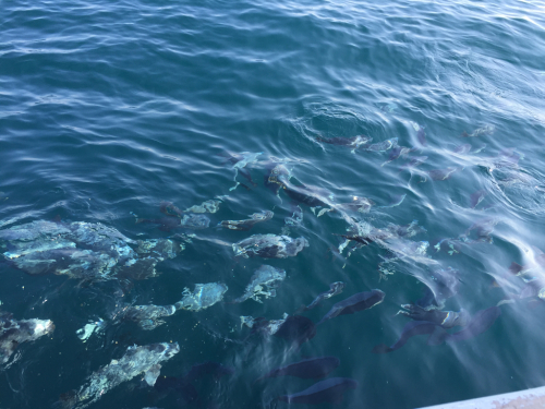 小湊 鯛の浦 参_f0144003_09112807.jpg