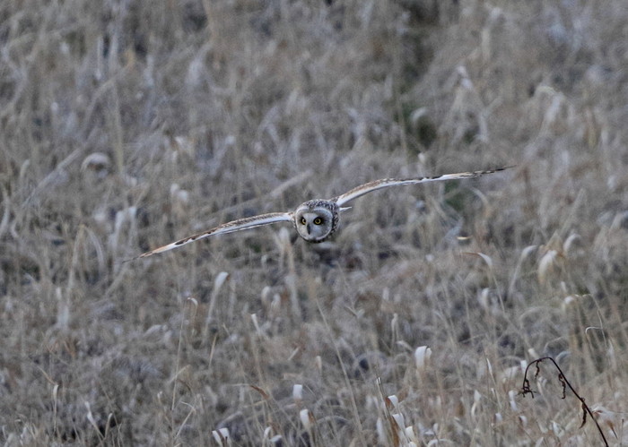 MFでコミミズクに逢って来ました。_f0239515_19365794.jpg