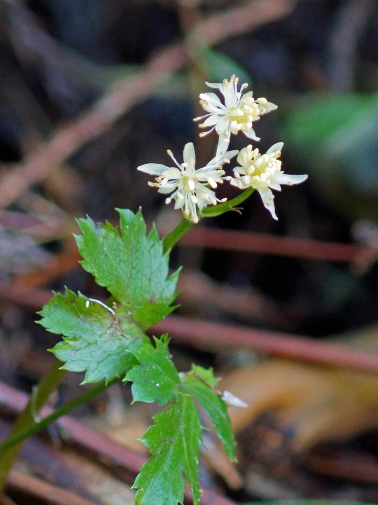 c0042418_8341155.jpg