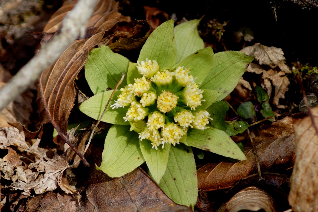 c0042418_8344110.jpg