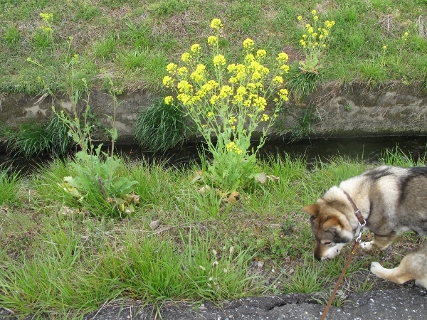 カナたんのお散歩風景_f0143123_19424281.jpg