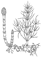 c0203224_774247.jpg