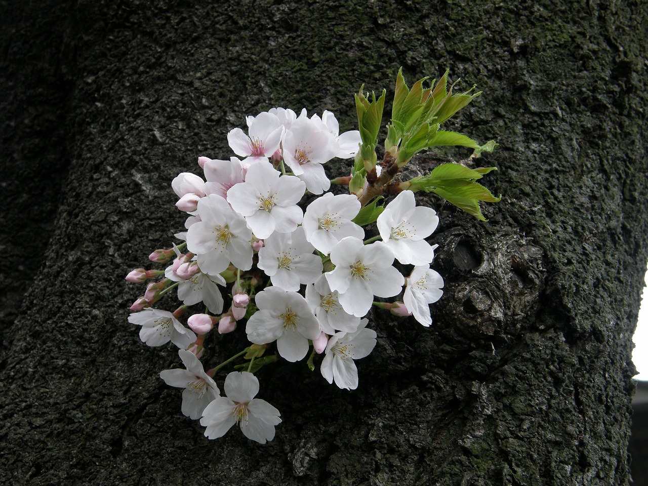 万葉集その五百七十二 (春の恋歌：相聞) : 万葉集遊楽