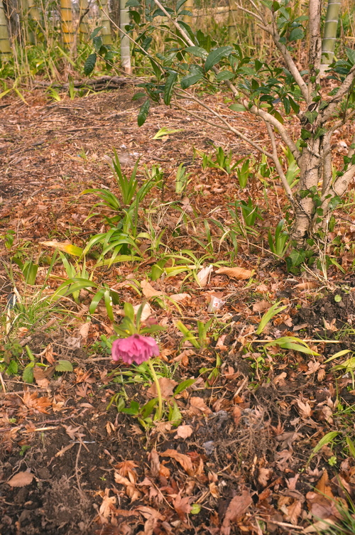 c0308431_2295625.jpg