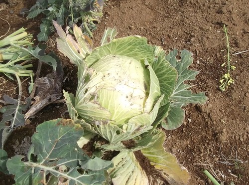 冬野菜は終了..春に.._b0137932_150244.jpg