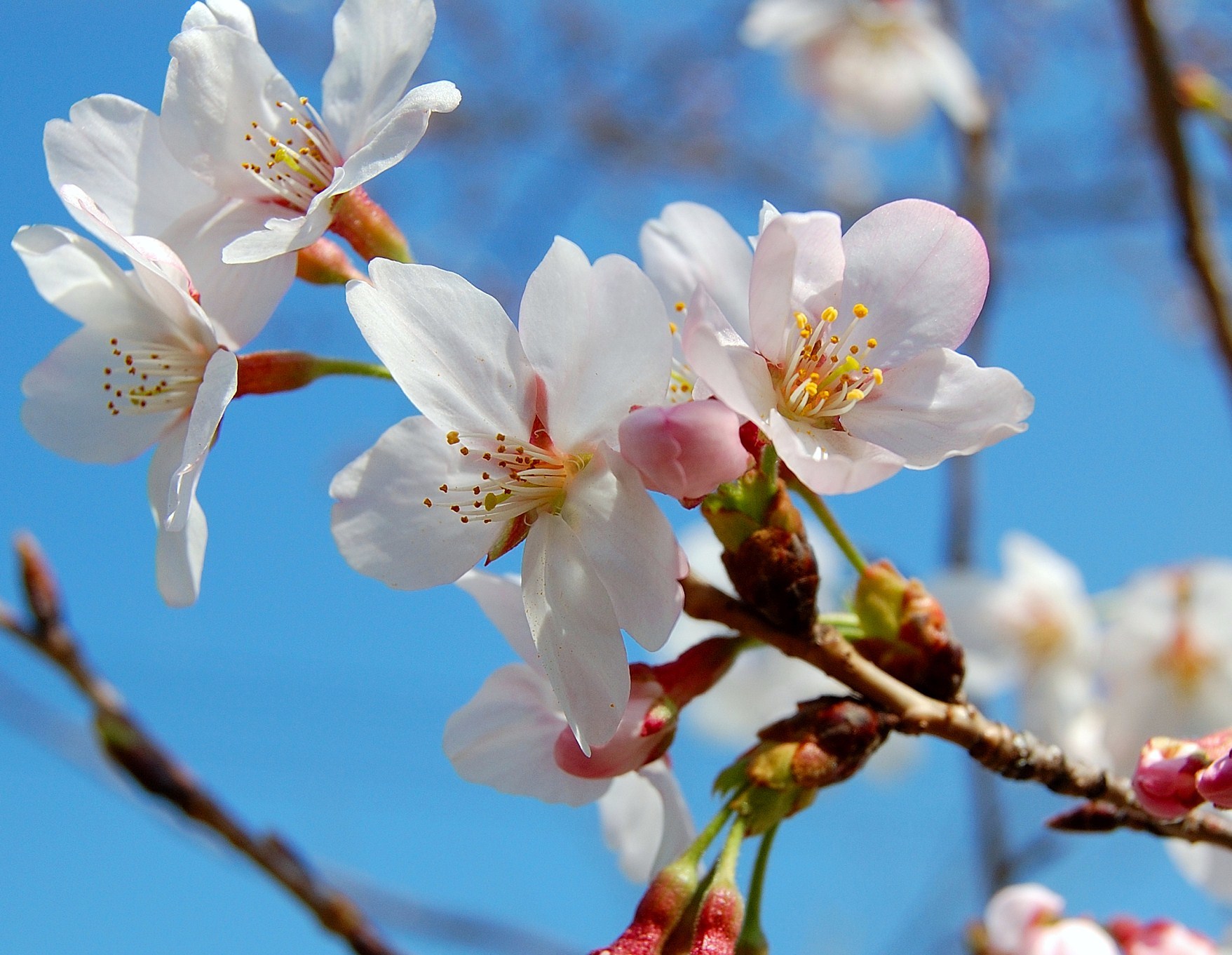 4/3(日)　桜と “特選とんかつ弁当”、アロマに包まれて♥_d0338933_07523032.jpg