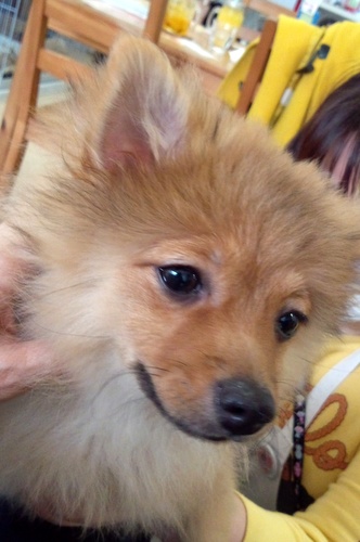 今度は保護犬 保護猫カフェ天神橋店へ メルと歩けば