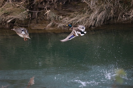 探鳥歩行その2_a0143839_1622263.jpg