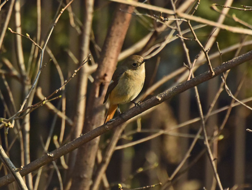 渡り直前、黒目川の雌ジョウビタキ Daurian redstart_f0206939_09572.jpg