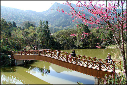 Gimp 画像を水彩画風に 勿 忘 草 Gimp 画像を水彩画風に 勿 忘 草